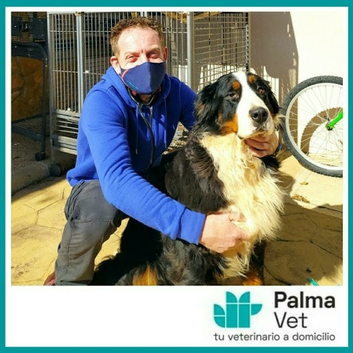 PALMA VET - Veterinarios A Domicilio Mallorca