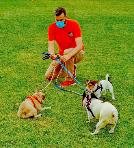 Adiestramiento canino en Mallorca Perros de la Isla Clases a domicilio