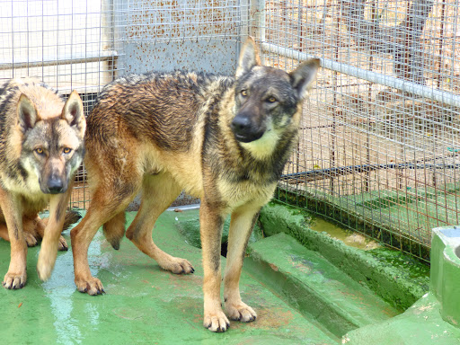 Centro Canino MallorCan