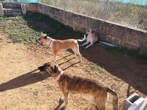 Sa Caseta Guardería Canina - Sin jaulas