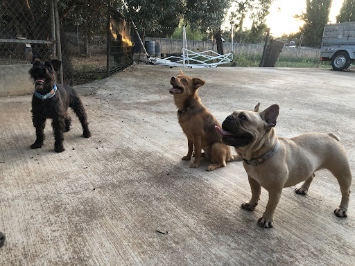 Guarderia canina El Terreno