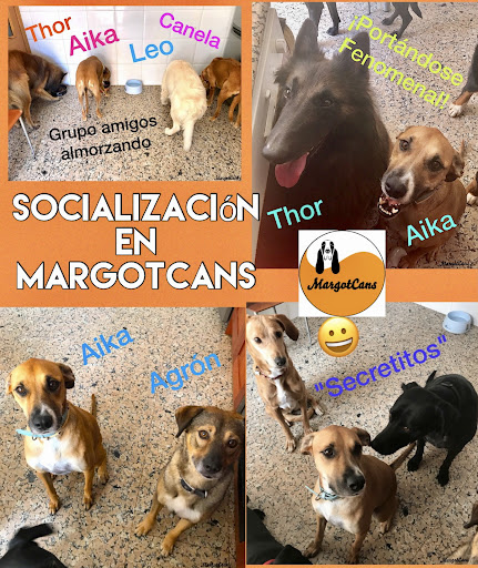 MargotCans, Adiestramiento Canino