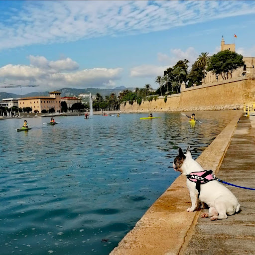 Adiestramiento canino en Mallorca Perros de la Isla Clases a domicilio