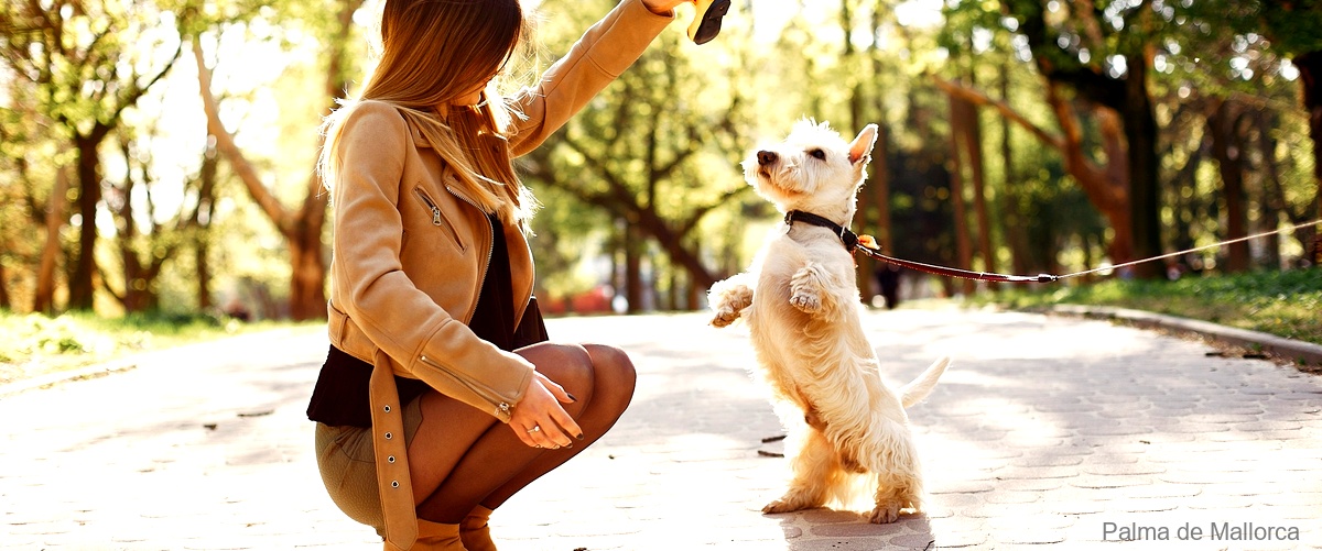 Los 10 mejores cursos de adiestramiento canino en Palma de Mallorca