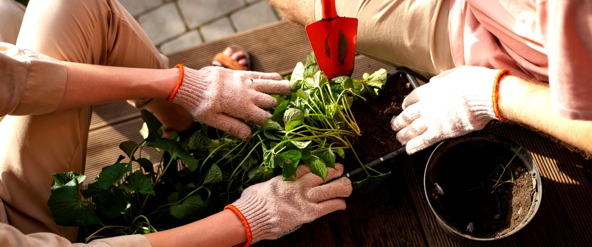 ¿Qué servicios se incluyen en un servicio de jardinería en Palma de Mallorca?