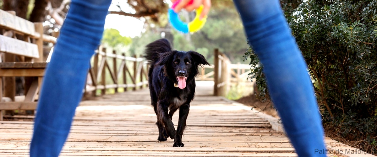 Los 13 mejores Centros Caninos en Palma de Mallorca