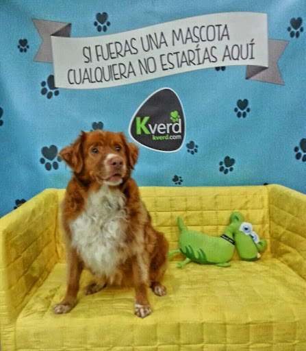 Kverd   Mascotas Felices