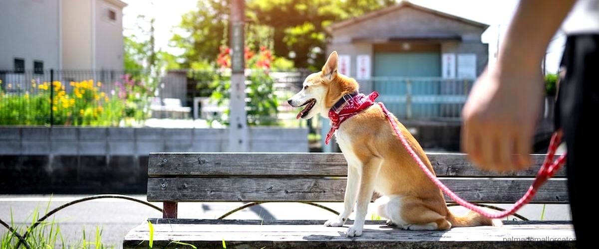 Las mejores residencias caninas de Palma