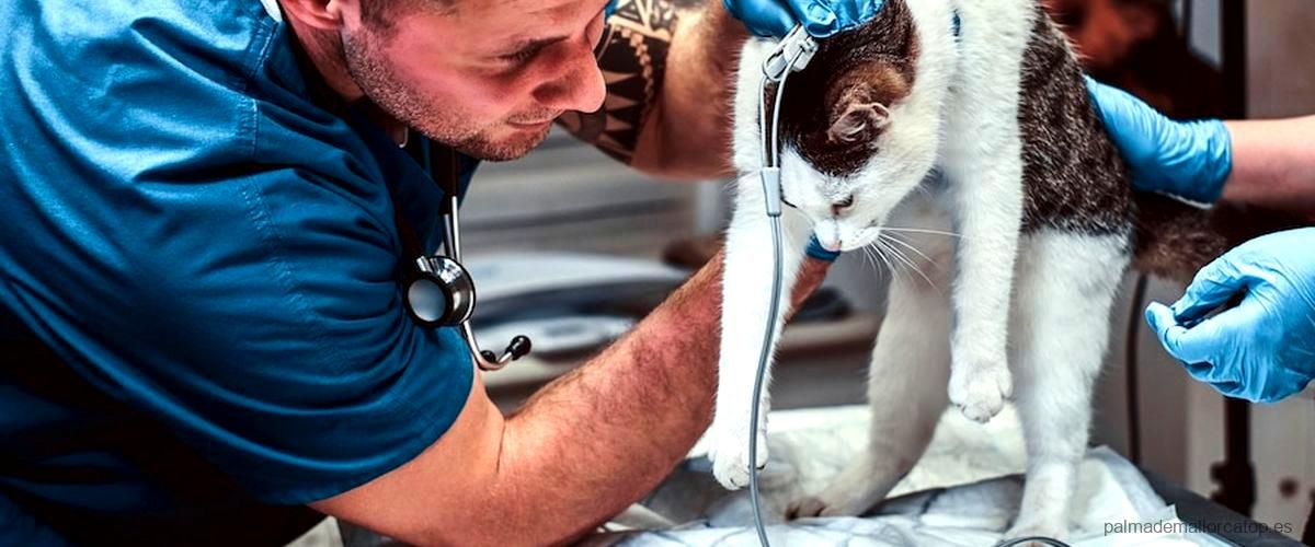 6 mejores servicios de urgencias veterinarias en Palma de Mallorca